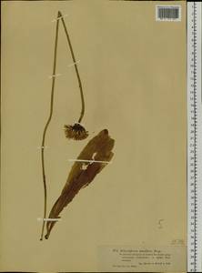 Trommsdorffia maculata (L.) Bernh., Сибирь, Западный (Казахстанский) Алтай (S2a) (Казахстан)