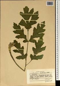 Tetrataenium candicans (Wall. ex DC.) Manden., Зарубежная Азия (ASIA) (Афганистан)