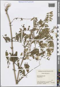 Козлятник лекарственный L., Кавказ, Краснодарский край и Адыгея (K1a) (Россия)