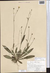 Pilosella cymiflora (Nägeli & Peter) S. Bräut. & Greuter, Восточная Европа, Средневолжский район (E8) (Россия)