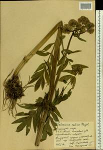 Valeriana excelsa subsp. sambucifolia (J. C. Mikan ex Pohl) Holub, Восточная Европа, Северный район (E1) (Россия)