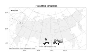 Pulsatilla tenuiloba, Прострел тонколопастной (Hayek) Juz., Атлас флоры России (FLORUS) (Россия)