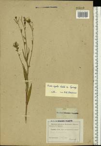 Picris hieracioides subsp. hieracioides, Восточная Европа, Средневолжский район (E8) (Россия)