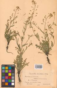 Пастушья сумка восточная Klokov, Восточная Европа, Центральный лесостепной район (E6) (Россия)