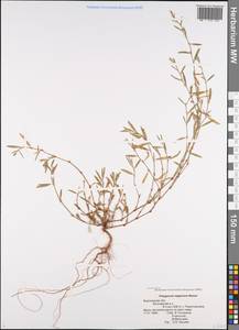 Спорыш незамечаемый, Спорыш незамеченный Besser, Восточная Европа, Центральный лесостепной район (E6) (Россия)