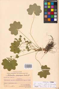 Манжетка близкая H. Lindb. ex Juz., Восточная Европа, Московская область и Москва (E4a) (Россия)