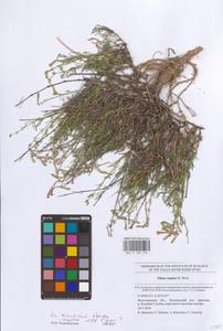 Смолевка приземистая M.Bieb., Восточная Европа, Нижневолжский район (E9) (Россия)