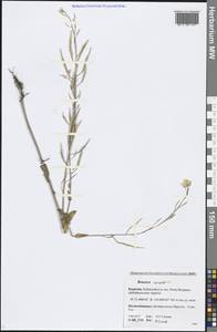 Brassica rapa subsp. sylvestris (L.) Janch., Сибирь, Прибайкалье и Забайкалье (S4) (Россия)