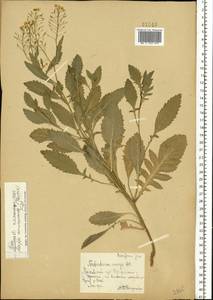 Rorippa × armoracioides (Tausch) Fuss, Восточная Европа, Московская область и Москва (E4a) (Россия)