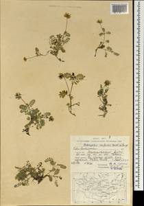 Astragalus confertus Benth. ex Bunge, Монголия (MONG) (Монголия)
