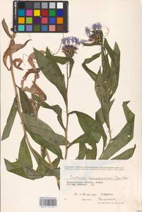 Centaurea maramarosiensis (Jáv.) Czerep., Восточная Европа, Западно-Украинский район (E13) (Украина)