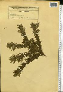 Пихта, Восточная Европа, Центральный район (E4) (Россия)