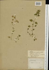 Звездчатка средняя, Мокрица (L.) Vill., Восточная Европа, Западный район (E3) (Россия)