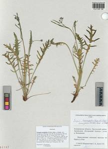 Crepidiastrum tenuifolium (Willd.) Sennikov, Сибирь, Алтай и Саяны (S2) (Россия)