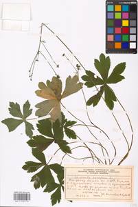 Подлесник европейский L., Восточная Европа, Московская область и Москва (E4a) (Россия)