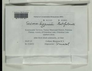 Sciuro-hypnum latifolium (Kindb.) Ignatov & Huttunen, Гербарий мохообразных, Мхи - Красноярский край, Тыва и Хакасия (B17) (Россия)