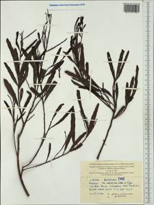 Exocarpos neocaledonicus Schlechter & Pilger, Австралия и Океания (AUSTR) (Новая Каледония)