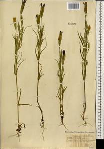 Горечавочник бородатый (Froel.) Ma, Монголия (MONG) (Монголия)