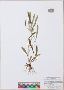 Сушеница лесная (L.) Sch.Bip. & F.W.Schultz, Восточная Европа, Центральный район (E4) (Россия)