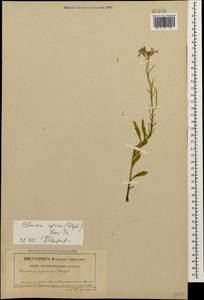 Клаусия солнцепечная (Stephan ex Willd.) Korn.-Trotzky, Кавказ, Ставропольский край, Карачаево-Черкесия, Кабардино-Балкария (K1b) (Россия)