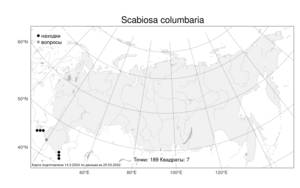 Scabiosa columbaria, Скабиоза голубиная L., Атлас флоры России (FLORUS) (Россия)