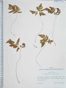 Голокучник иезский (Koidz.) Koidz., Сибирь, Дальний Восток (S6) (Россия)