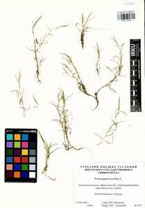 Рдест маленький L., Сибирь, Прибайкалье и Забайкалье (S4) (Россия)