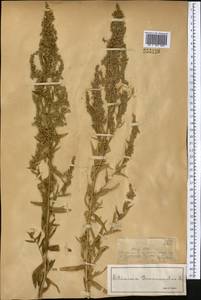 Полынь эстрагон L., Средняя Азия и Казахстан, Джунгарский Алатау и Тарбагатай (M5) (Казахстан)