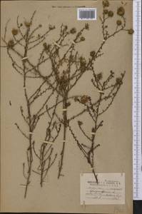 Symphyotrichum grandiflorum (L.) G. L. Nesom, Америка (AMER) (США)