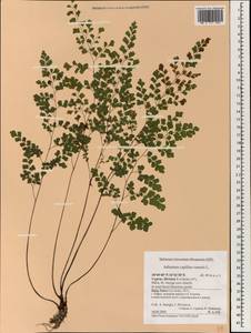 Адиантум венерин волос L., Зарубежная Азия (ASIA) (Кипр)