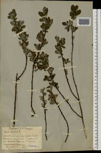 Ива пепельно-серая L., Восточная Европа, Московская область и Москва (E4a) (Россия)