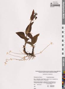 Венерин башмачок настоящий L., Сибирь, Чукотка и Камчатка (S7) (Россия)