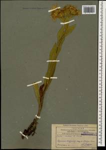 Pentanema mariae (Bordz.) D. Gut. Larr., Santos-Vicente, Anderb., E. Rico & M. M. Mart. Ort., Кавказ, Армения (K5) (Армения)