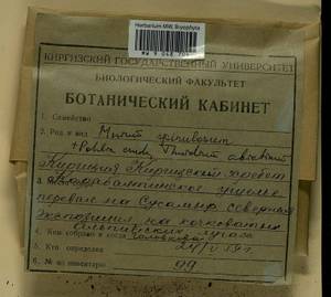 Mnium spinulosum Bruch & Schimp., Гербарий мохообразных, Мхи - Средняя Азия и Казахстан (B16) (Киргизия)