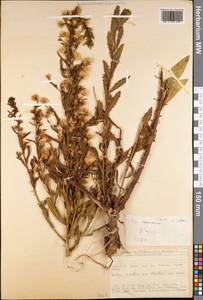 Inula viscidula Boiss. & Kotschy, Зарубежная Азия (ASIA) (Турция)
