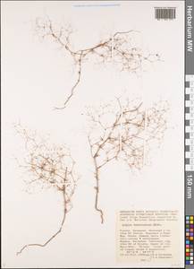 Подмаренник тончайший M.Bieb., Восточная Европа, Нижневолжский район (E9) (Россия)