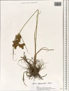 Cyperus alopecuroides Rottb., Зарубежная Азия (ASIA) (Израиль)