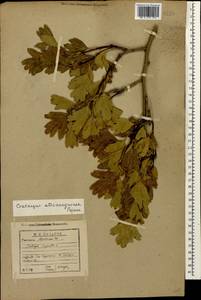 Crataegus ambigua subsp. ambigua, Кавказ, Армения (K5) (Армения)