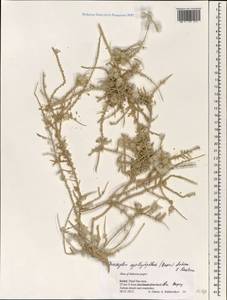 Caroxylon cyclophyllum (Baker) Akhani & Roalson, Зарубежная Азия (ASIA) (Израиль)