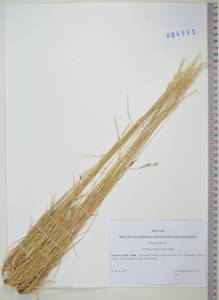KHA4893, Овсяница ложнобороздчатая Drobow, Сибирь, Дальний Восток (S6) (Россия)