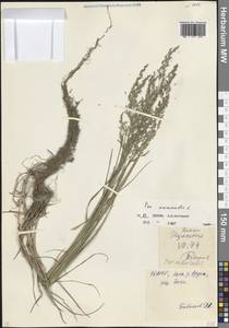 Мятлик дубравный L., Кавказ, Северная Осетия, Ингушетия и Чечня (K1c) (Россия)