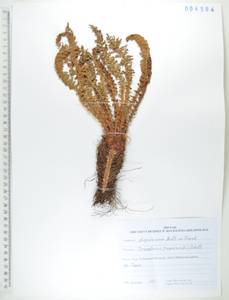 Щитовник пахучий (L.) Schott, Сибирь, Дальний Восток (S6) (Россия)