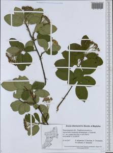 Sorbaronia ×arsenii (Britton & Arsène) G. N. Jones, Восточная Европа, Северо-Западный район (E2) (Россия)