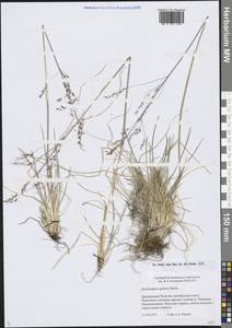 Щучка дернистая, Сибирь, Чукотка и Камчатка (S7) (Россия)