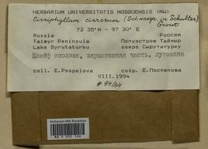 Brachythecium cirrosum (Schwägr.) Schimp., Гербарий мохообразных, Мхи - Красноярский край, Тыва и Хакасия (B17) (Россия)