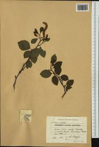 Alnus alnobetula subsp. alnobetula, Западная Европа (EUR) (Болгария)