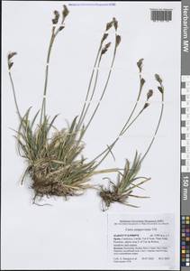 Осока вечнозеленая Vill., Западная Европа (EUR) (Испания)