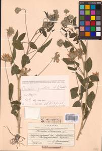 Bituminaria bituminosa subsp. pontica (A.P.Khokhr.) V.V.Fateryga & Fateryga, Кавказ, Черноморское побережье (от Новороссийска до Адлера) (K3) (Россия)