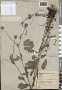 Гравилат городской L., Сибирь, Западная Сибирь (S1) (Россия)