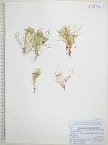 Плаунок наскальный (L.) Spring, Сибирь, Дальний Восток (S6) (Россия)